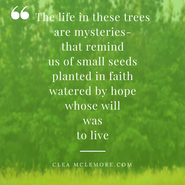 The Mysteries of Trees, by Clea McLemore