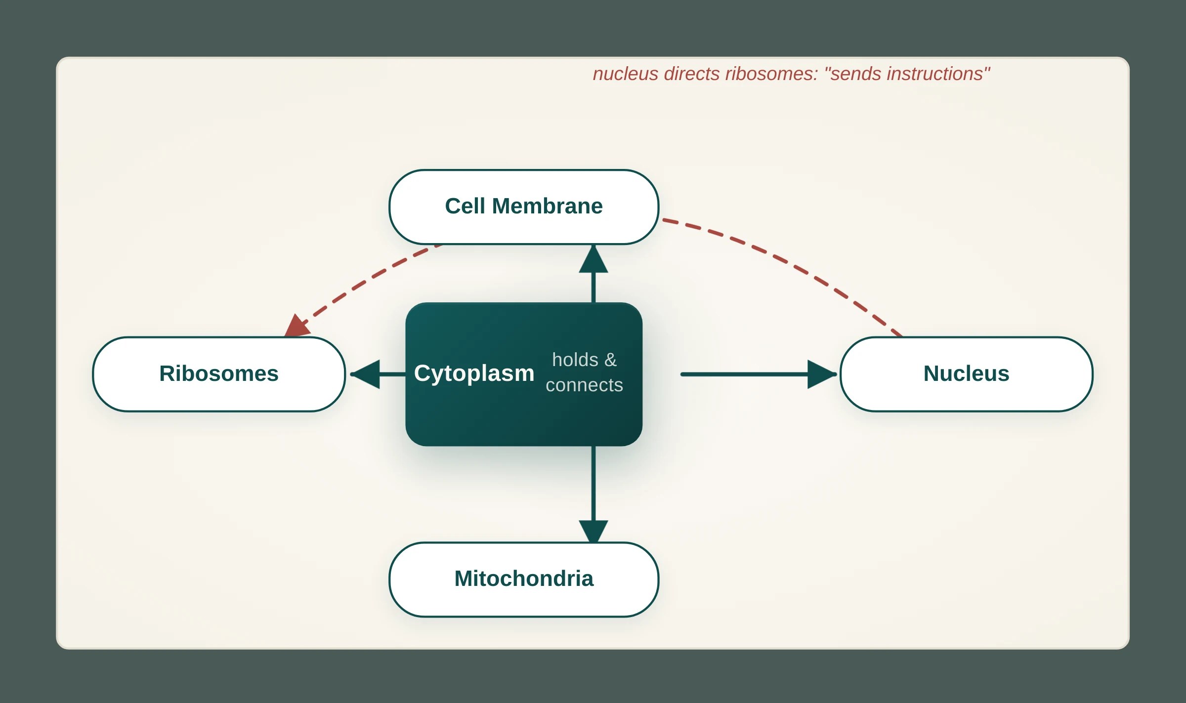 The labelled structure-function model: cytoplasm at the centre connecting membrane, nucleus, mitochondria and ribosomes, with solid arrows for material dependence and a dashed arrow for the nucleus directing ribosomes